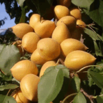 Абрикос Манитоба 10л