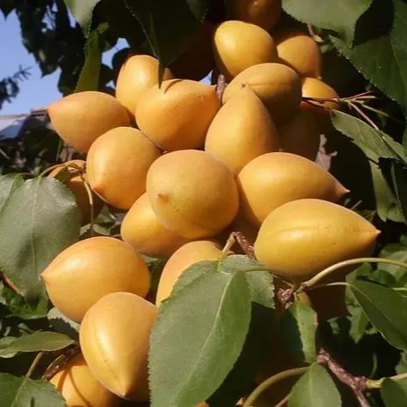 Абрикос Манитоба Абрикос Манитоба 10л — изображение 1