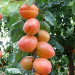 Абрикос Вондер Кот 10 л