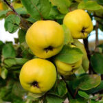 Айва Яблочная 10л