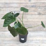 Алоказия d21