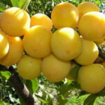 Алыча Царская-Х 4-5л