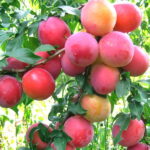 Алыча Кубанская Комета 4-5л