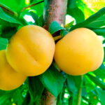 Алыча Лодва 4-5л