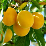 Алыча Мара 4-5л