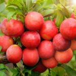 Алыча Несмеяна 4-5л