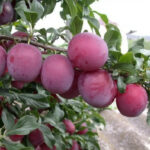 Алыча Принцесса 4-5л