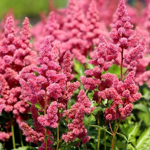 Астильба Арендса Гертруд Брикс Астильба Арендса Гертруд Брикс "Gertrud Brix" d17 — изображение 1