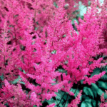 Астильба Элизабет ван Вин "Elisabeth van Veen" d17