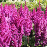 Астильба Пурпурланце "Purpurlanze" d17
