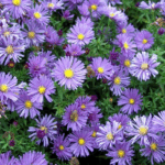 Астра кустарниковая Блу(Блю) Лагун (Голубая лагуна) "Blue Lagoon" d9-10