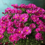 Астра кустарниковая Дженни "Jenny" d9-10