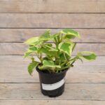 Пеперомия Лазящая (зеленая) (Плант микс) d8-10