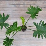 Филодендрон Шангри Ла "Shangri-La" d15 — изображение 2