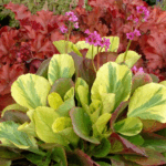 Бадан гибридный Галина Серова "Galina Serova" d12