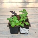 Базилик Пурпурные звезды кассета — изображение 2