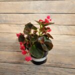 Бегония вечноцветущая Даблет Ред "Doublet Red" d12