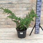 Можжевельник китайский Блю Альпс (5л) d23