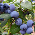 Голубика высокорослая Блюголд d19