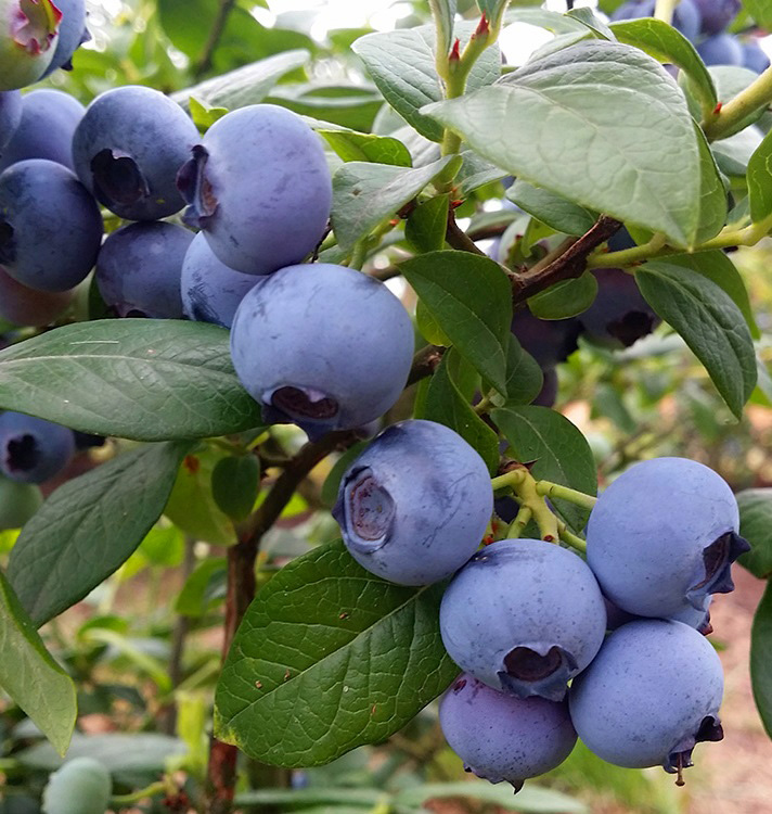 Блюголд Голубика высокорослая Блюголд d19 — изображение 1