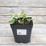 Бруннера Сильвер Харт "Silver Heart" d17