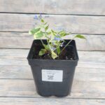 Бруннера Сильвер Вингс "Silver wings" d17