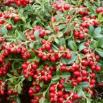 Брусника Коралл "Korall" d9-10