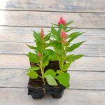 Целозия перистая (метельчатая) кассета — изображение 2