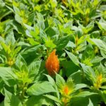 Целозия перистая (метельчатая) кассета — изображение 3