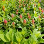 Целозия перистая (метельчатая) кассета — изображение 4