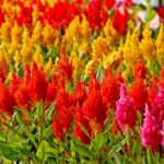 Целозия перистая (метельчатая) кассета