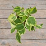 Пеперомия Лазящая (зеленая) (Плант микс) d8-10 — изображение 2