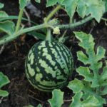 Арбуз кассета