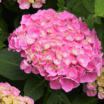 Гортензия крупнолистная Боденси Роуз "Bodensee Rose" d19