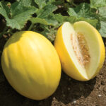 Дыня Золотистая Агро кассета