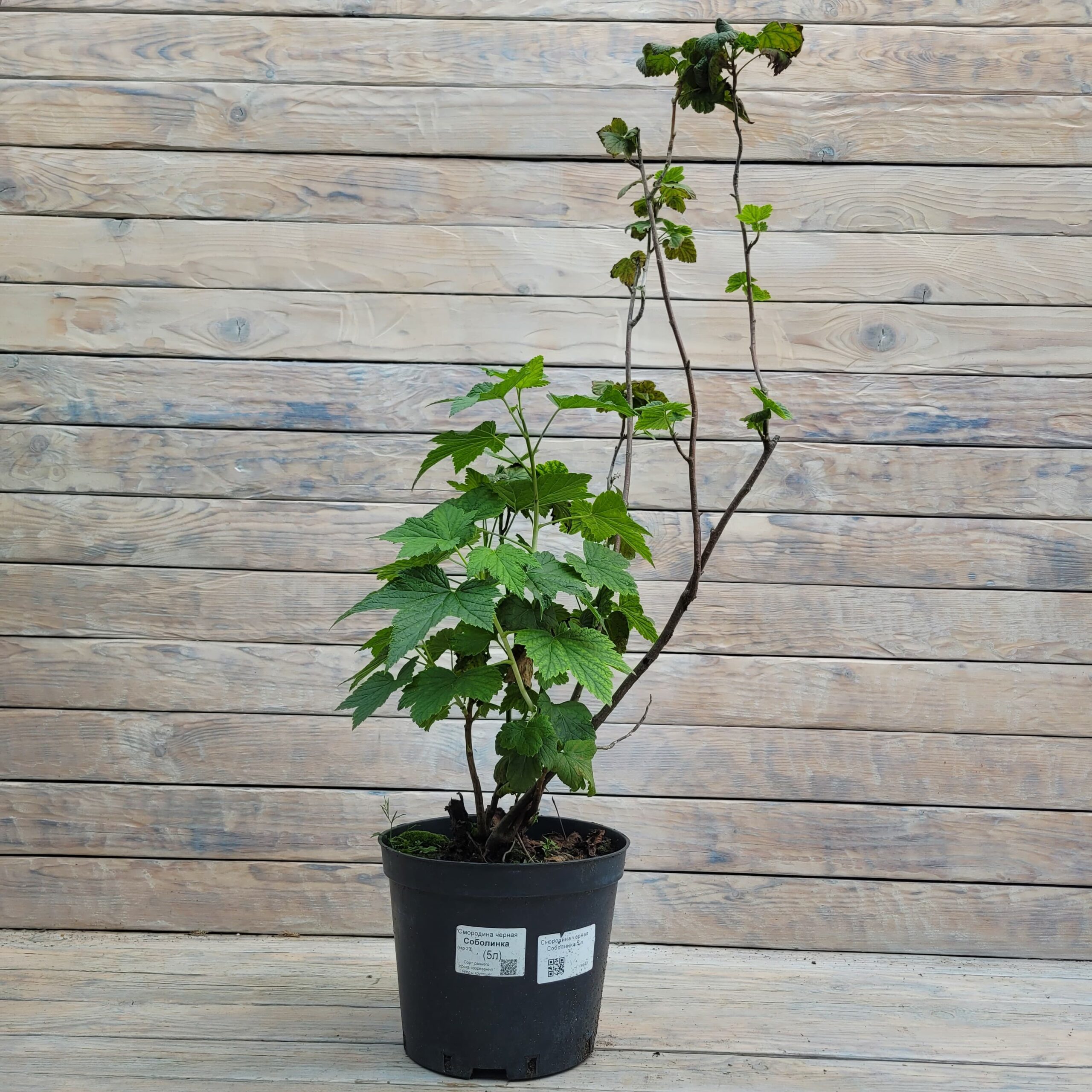 e6d51b52-8bc4-499c-832d-b6bb68031718 Смородина черная Соболинка 5 л — изображение 1