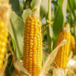 Кукуруза кассета