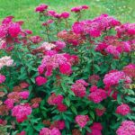 Спирея Антони Ватерер 3,5л