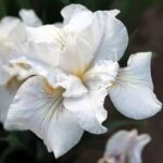 Ирис сибирский Нот Куайт Уайт d12