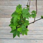 Смородина черная Соболинка 5 л — изображение 2