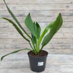 Филодендрон Кампии "Campii" d22