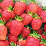 Клубника (земляника садовая) Флер кассета