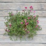 Флокс шиловидный БЕЗ СОРТА d12 — изображение 2