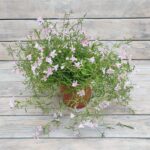 Флокс шиловидный БЕЗ СОРТА d12