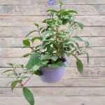 Фуксия ампельная кашпо d23-25