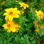 Биденс (череда) d12