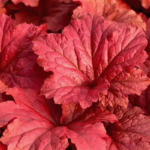 Гейхера Гейхерелла Блади Дайнозор "Bloody Dinosaur" d12