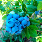 Голубика высокорослая Блюкроп d32