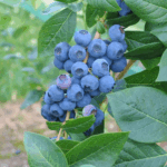 Голубика высокорослая Нортланд d22