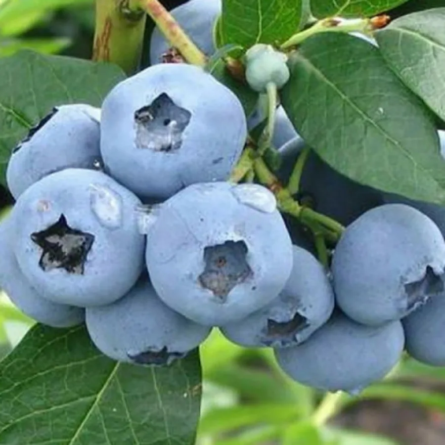 Голубика высокорослая Элизабет Голубика высокорослая Элизабет d19 — изображение 1